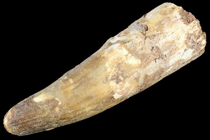 Bargain, Spinosaurus Tooth - Real Dinosaur Tooth #86476